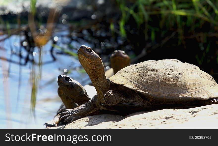 Hinged Terrapin sunbathing in the |Kruger National Park, South Africa