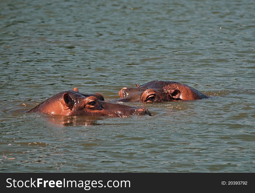 A pair of Hippos bathing in the river in early morning light. A pair of Hippos bathing in the river in early morning light