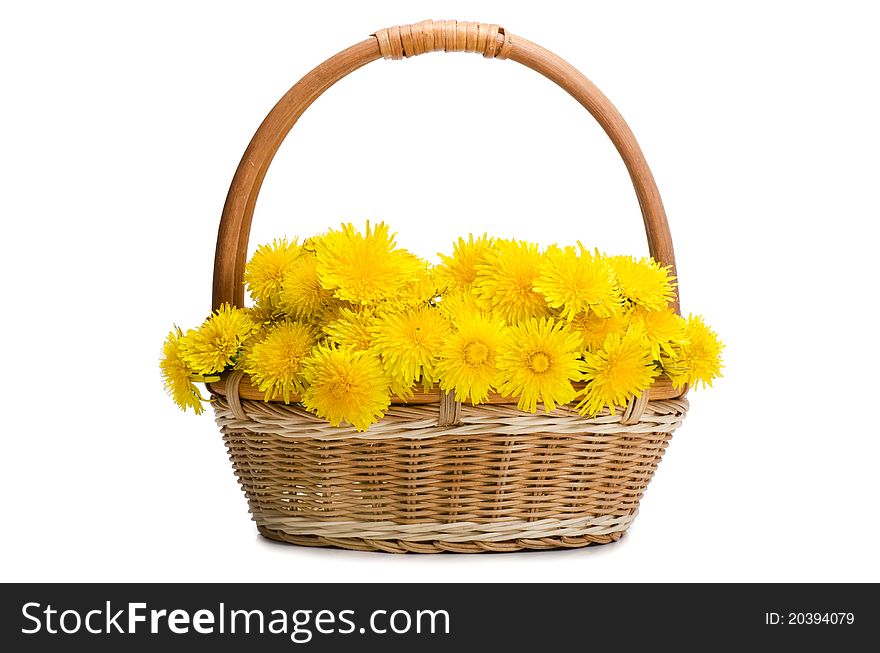 Yellow dandelion on white