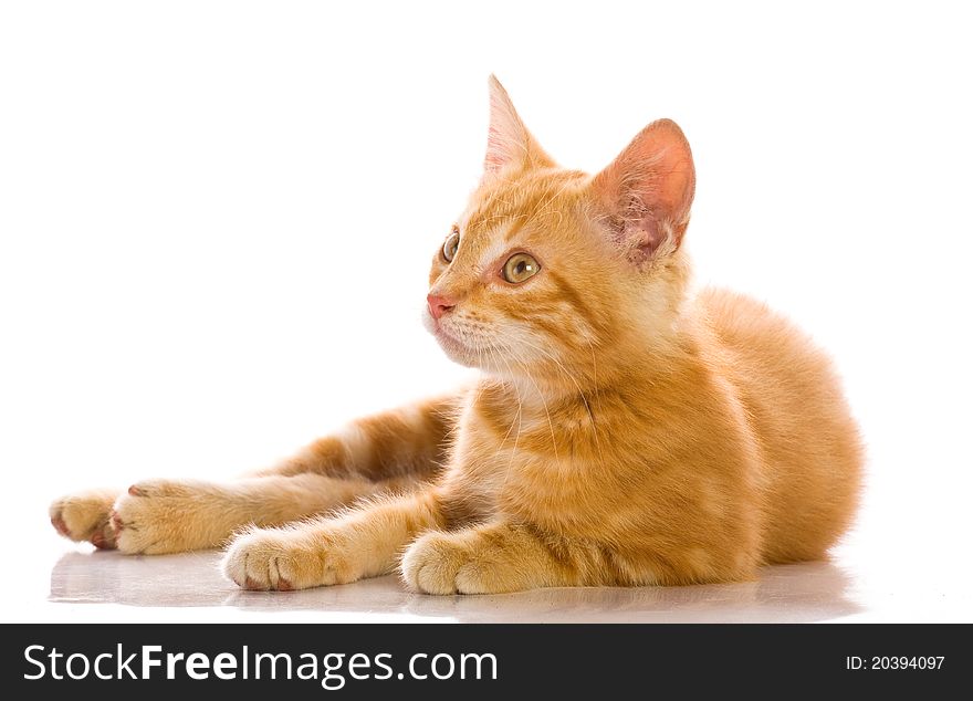 Red little cat in the white background