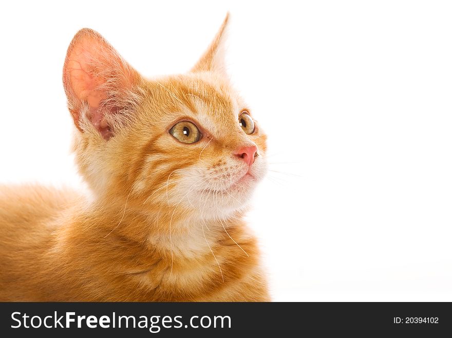 Red little cat in the white background