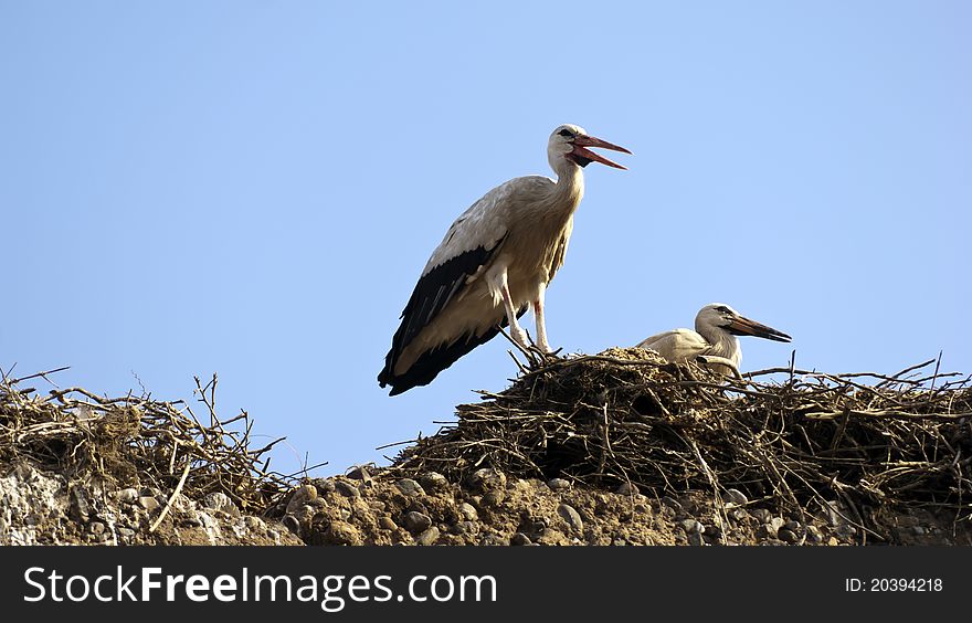 A family of stork nest in morocco by marrakech. A family of stork nest in morocco by marrakech