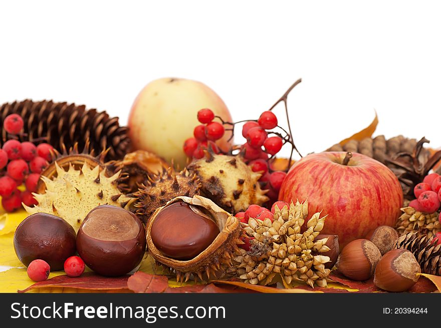 Autumn leaves and fruits isolated on white