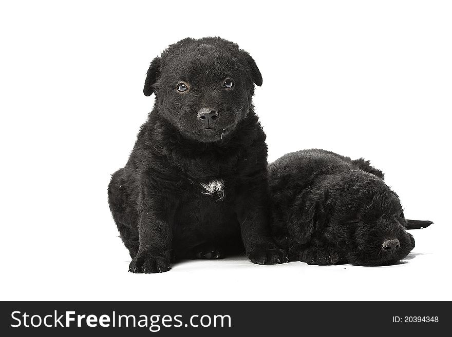 Little hungarian black Puli Dog