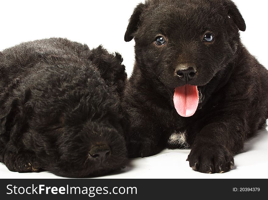 Little hungarian black Puli Dog