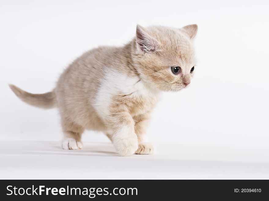 British shorthair kitten, 6 weeks old, walking on white background