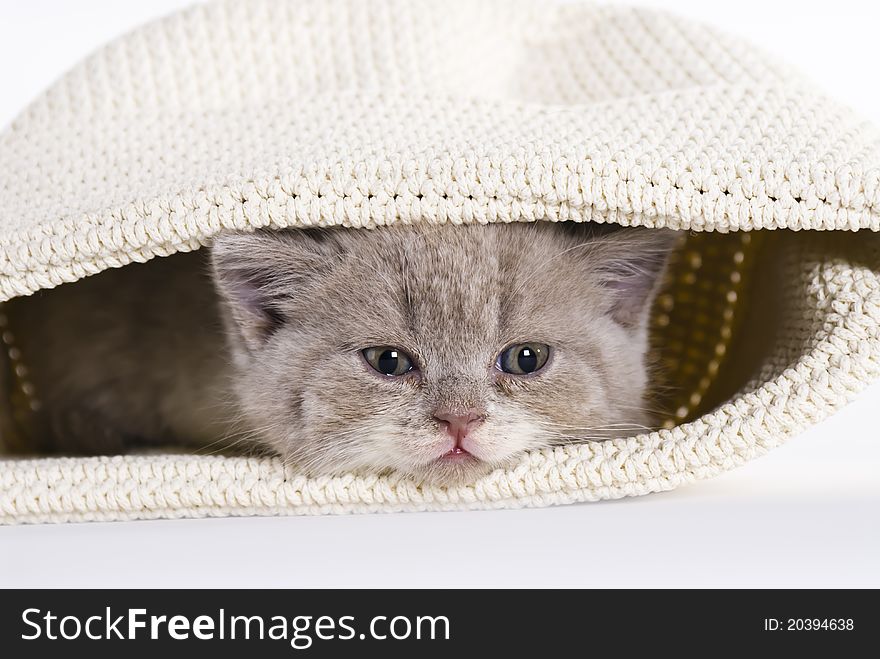 British shorthair kitten, 6 weeks old, sitting in a bag on white background, tired looking. British shorthair kitten, 6 weeks old, sitting in a bag on white background, tired looking