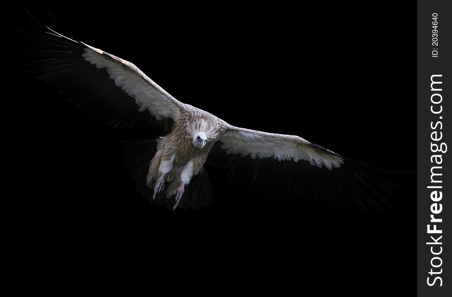 Griffin Vulture - Gyps fulvia