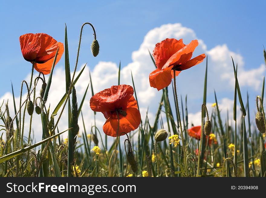 Red poppies against a blue sky