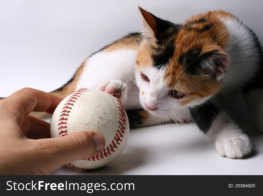Little cat playing with baseball ball. Little cat playing with baseball ball
