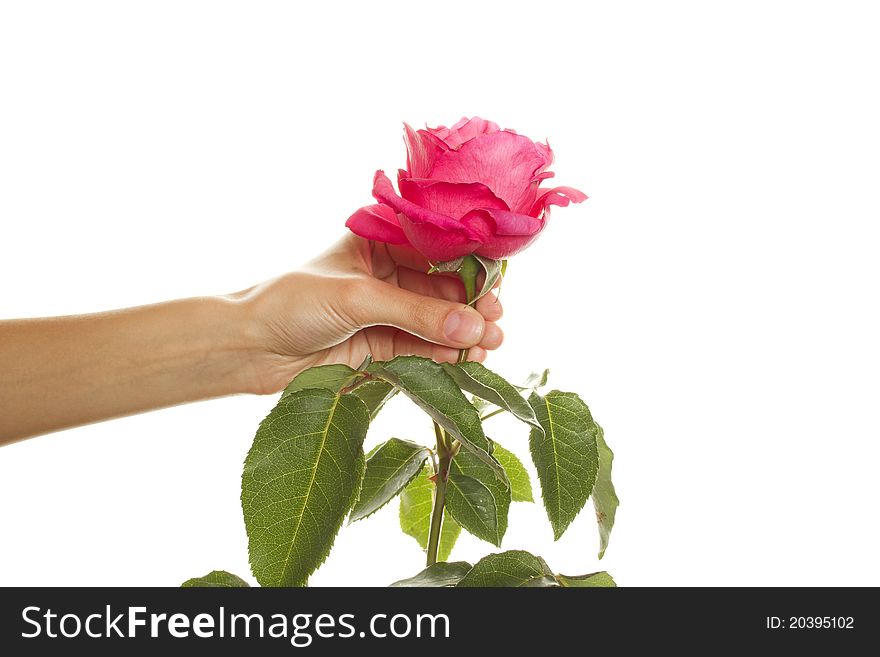 Close-up of female hand holding a beautiful rose. Isolated on a white background. Close-up of female hand holding a beautiful rose. Isolated on a white background