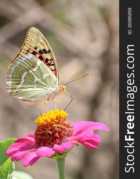 This photograph shows a beautiful butterfly on a flower. This photograph shows a beautiful butterfly on a flower.