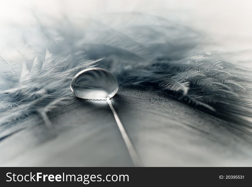 Water drop on a feather