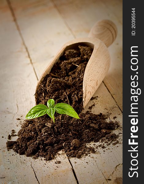 Photo of a shovel with earth and basil inside on wooden table. Photo of a shovel with earth and basil inside on wooden table