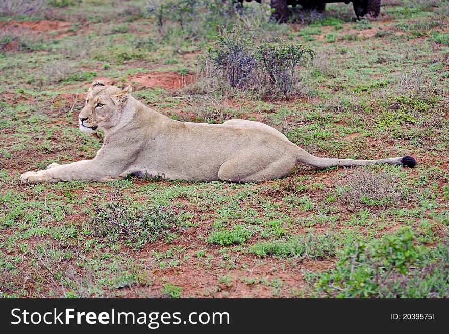 A lioness about to set off ona night of hunting. A lioness about to set off ona night of hunting