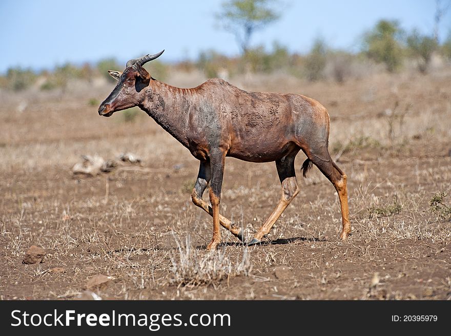 A rare Tssessebe antelope walks past