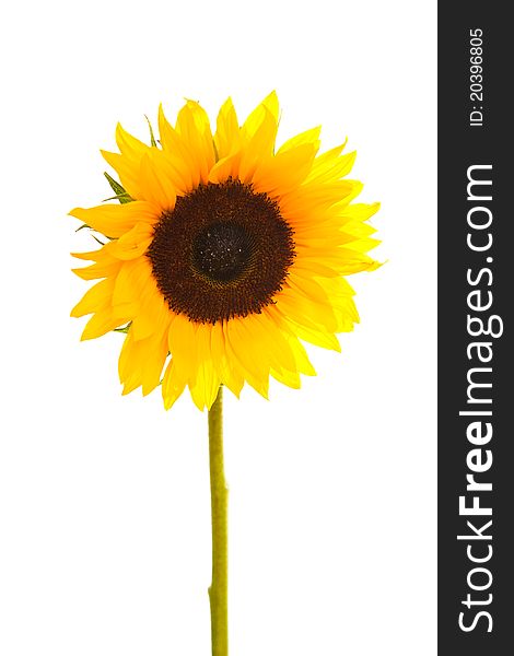 Sunflower isolated on white background