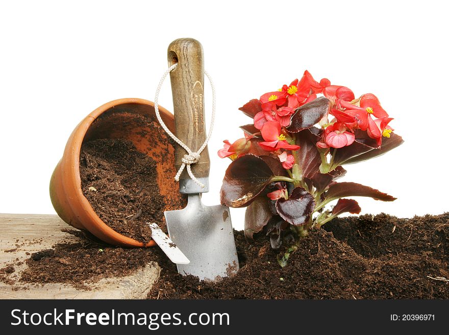 Planting a begonia Summer bedding plant from a pot to the soil