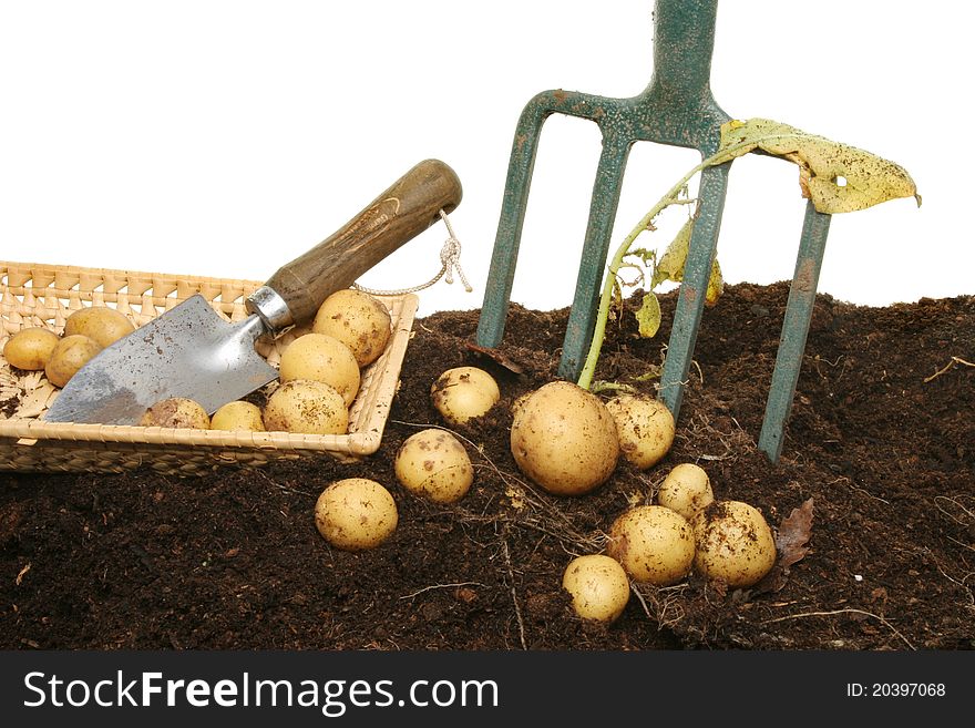 Freshly dug new potatoes in soil with a basket, garden trowel and fork