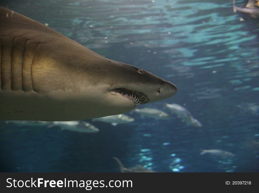 A head of a shark in the acquarium of Barcellona