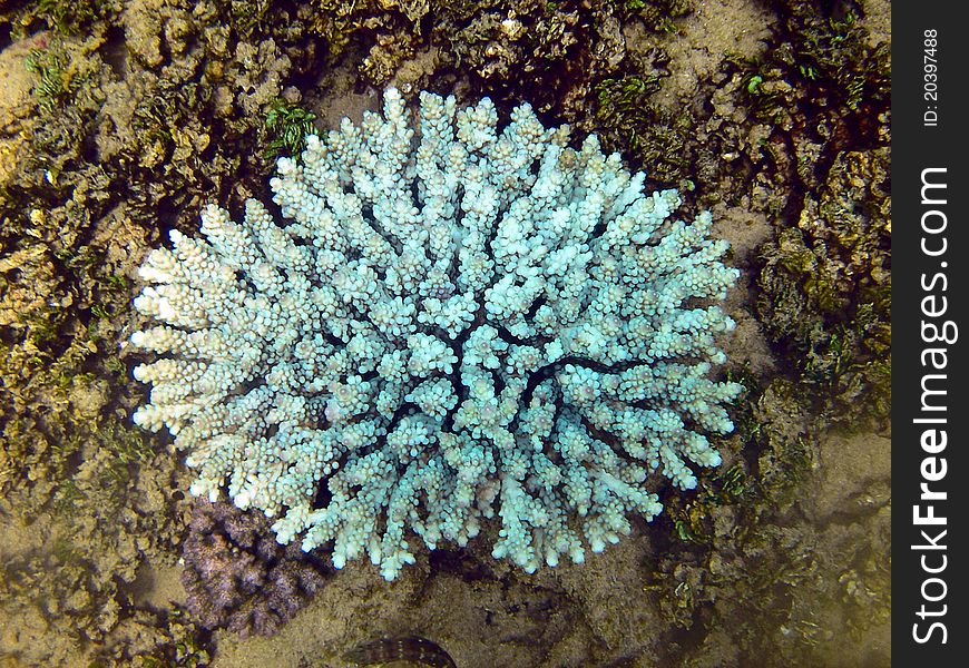 Underwater photos of blue coral in the Indian Ocean