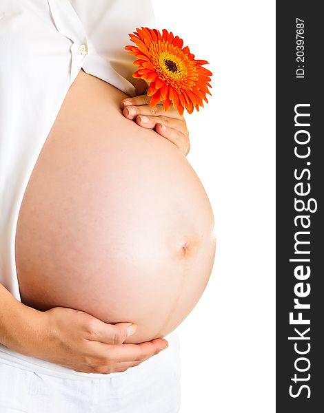 Pregnant woman holding gerbera flower isolated on white. Pregnant woman holding gerbera flower isolated on white