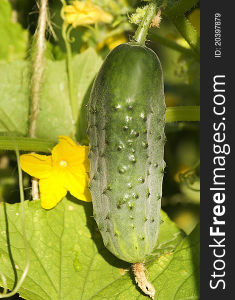 Cucumber ripe vegetables in the garden in summer. Cucumber ripe vegetables in the garden in summer