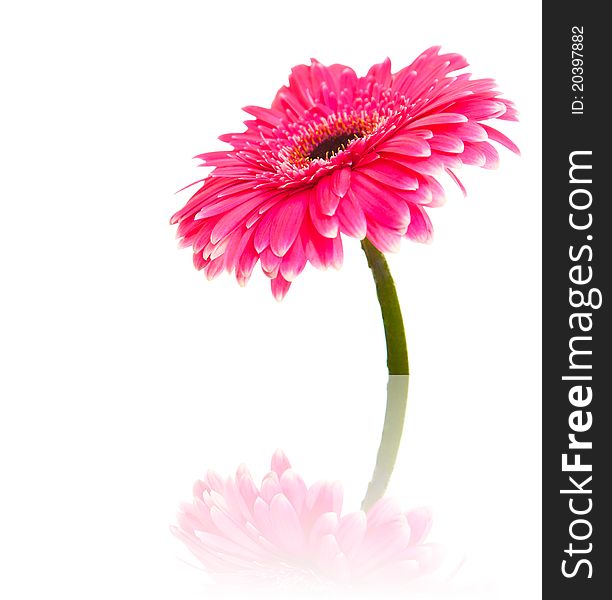 Gerbera flower on white background