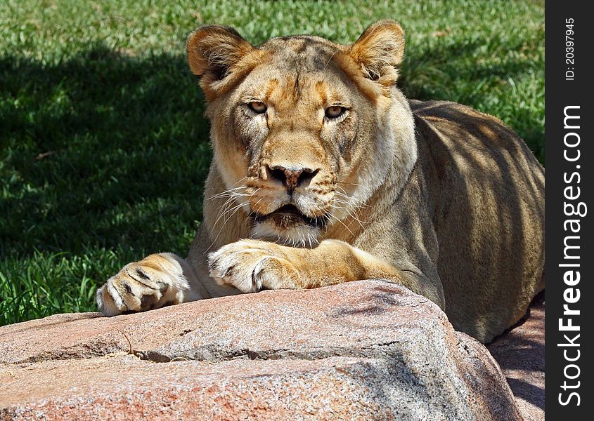 Female Lion Sitting On A Rock Posing Looking At Viewer