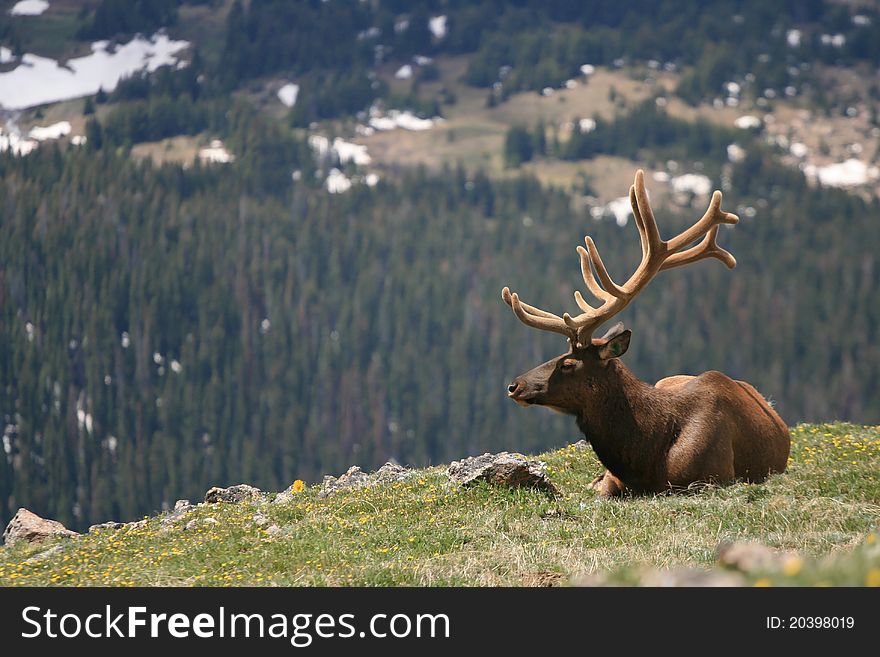 The Bull Elk with beatiful bugle sits near the cliff edge at Rocky Mountain National Park in Colorado, US. The Bull Elk with beatiful bugle sits near the cliff edge at Rocky Mountain National Park in Colorado, US