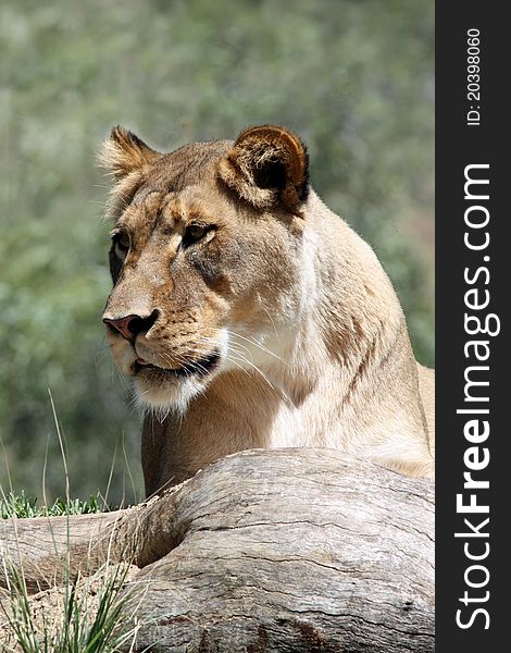 Female Lion Posing Looking Left