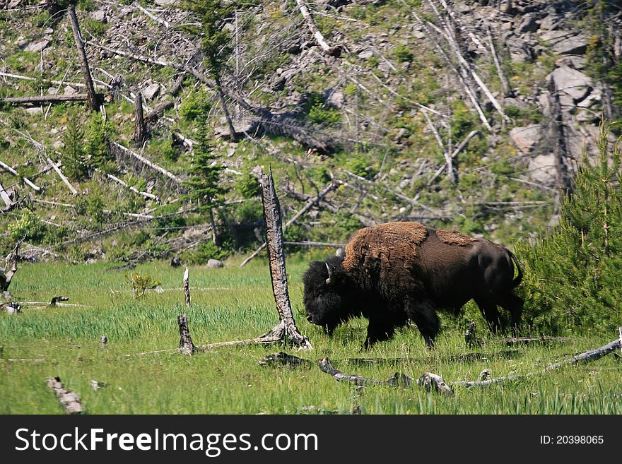 This huge bison just walked around the natural field located on Yellowstone National Park. This huge bison just walked around the natural field located on Yellowstone National Park