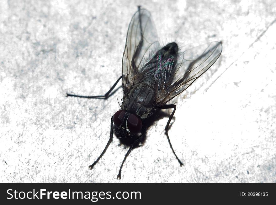 Fly On A Dirty Background