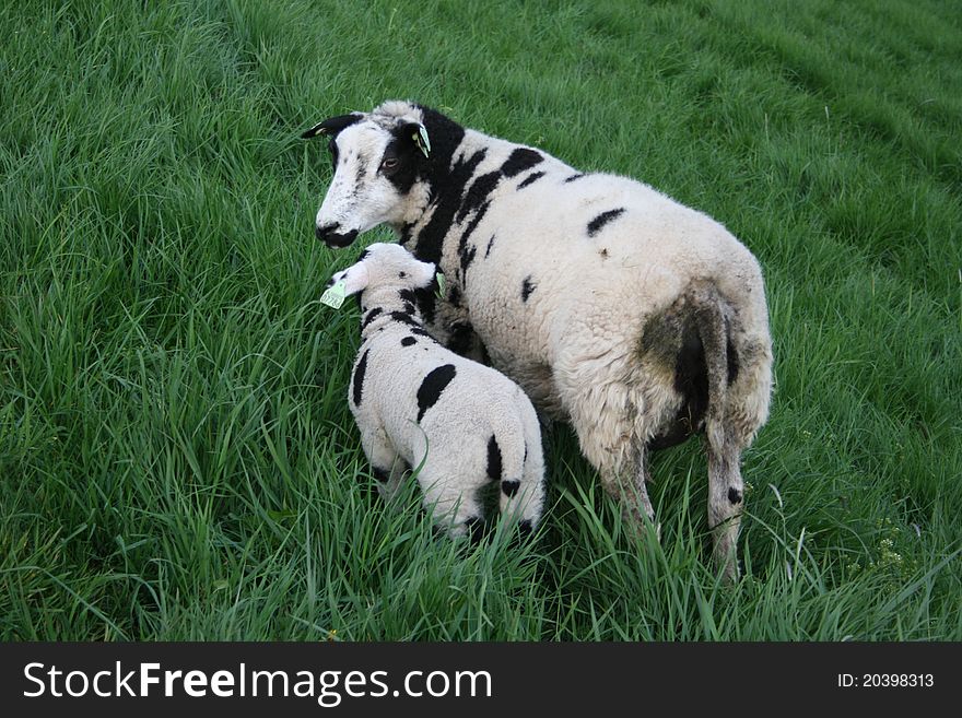 A young white with black lamb standing together with an old sheep in a meadow. A young white with black lamb standing together with an old sheep in a meadow