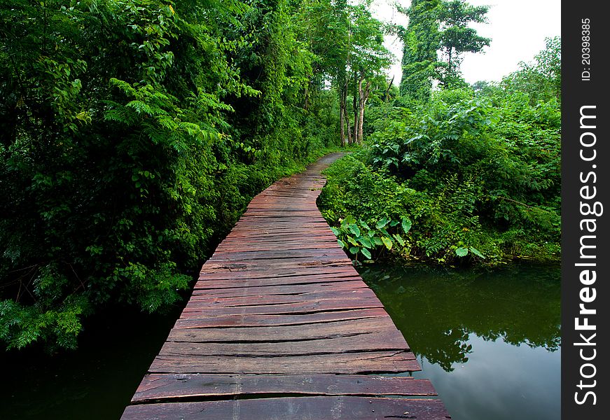 Rope walkway through the treetops in a rain forest. Rope walkway through the treetops in a rain forest