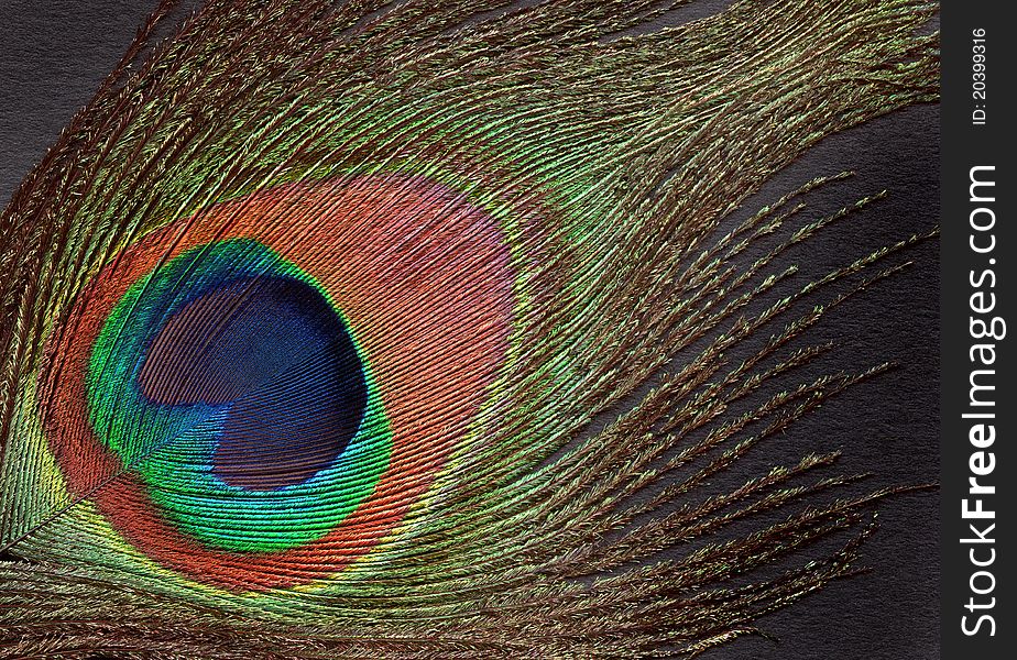 Beautiful colorful Peacock Feather eye close background