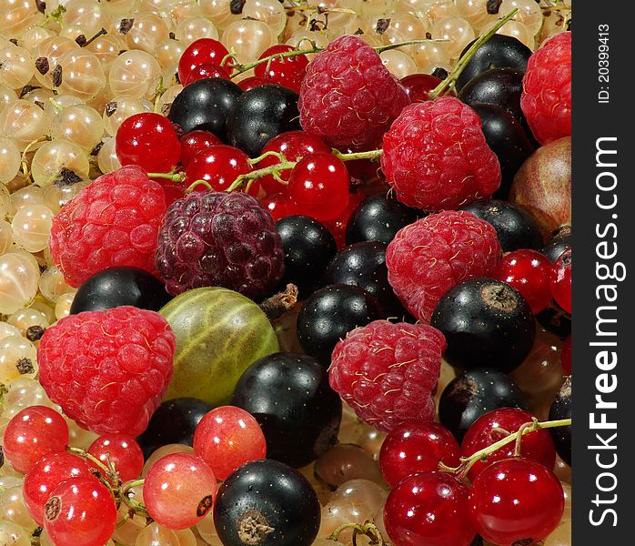 Image of raspberries, gooseberries and currants. Image of raspberries, gooseberries and currants