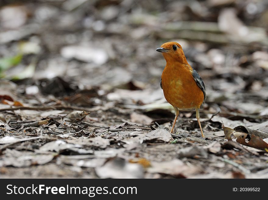 Orange Headed Thrush in Thailand