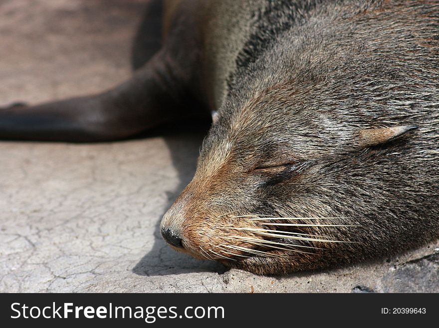 Sleeping Fur Seal