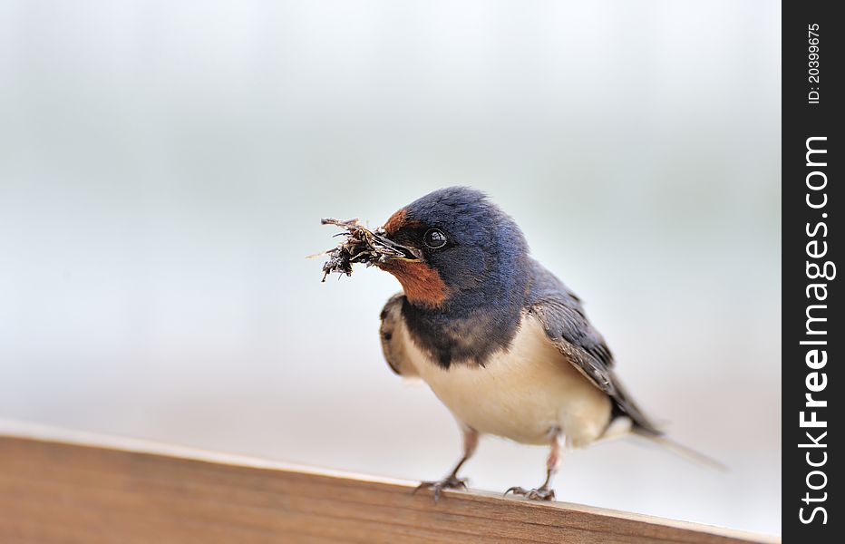 A european swallow with branches