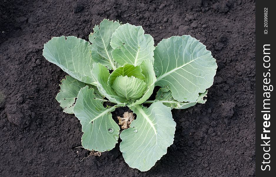 Photo fresh green cabbage in a garden with dew drops