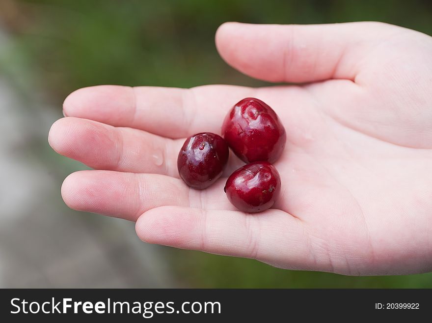 Photo fresh, dark, red, sweet cherries on a palm