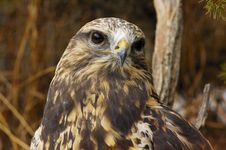 Free Rough-legged Hawk (7) Stock Images - 2046844