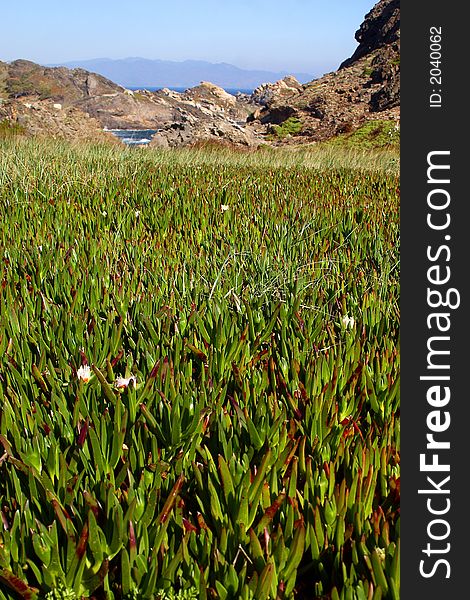 Vegetation by  Cap de Creus, Catalonia, Spain, Europe. Vegetation by  Cap de Creus, Catalonia, Spain, Europe