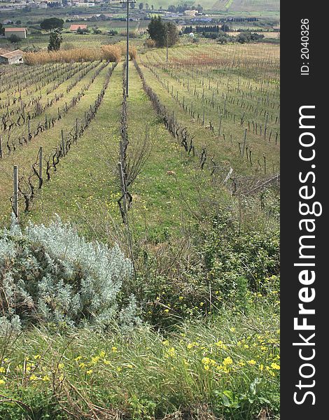 Vineyards cultivation and mounts. Mediterranean vegetation. Fileds and meadows and mounts. plants. Vineyards cultivation and mounts. Mediterranean vegetation. Fileds and meadows and mounts. plants.