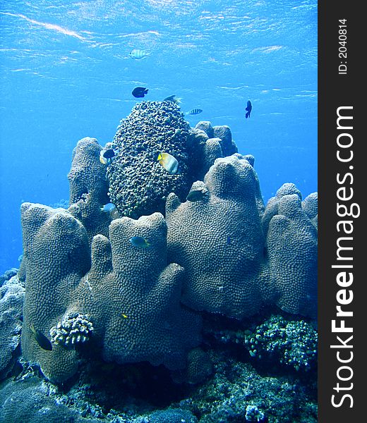 Large coral reef formation and fish in clear blue water