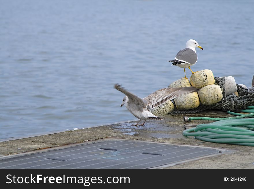 Two seagulls in different positions in a harbor. Two seagulls in different positions in a harbor.