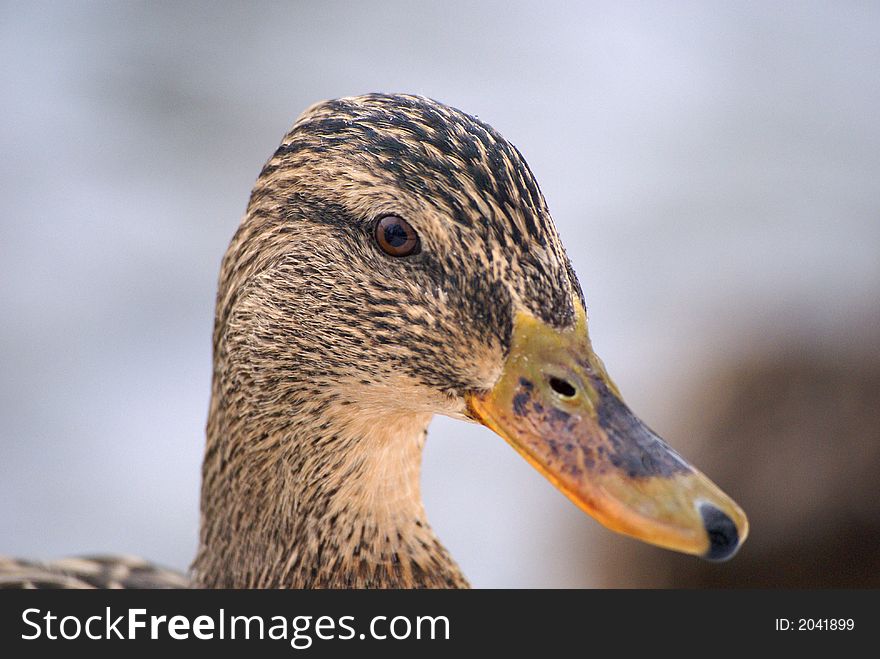Mallard duck portrait (Anys platyrhynchos)