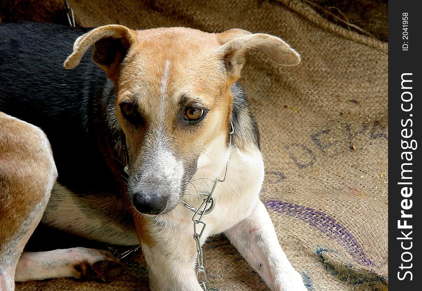 My loveable pet Moti resting under shelter. My loveable pet Moti resting under shelter