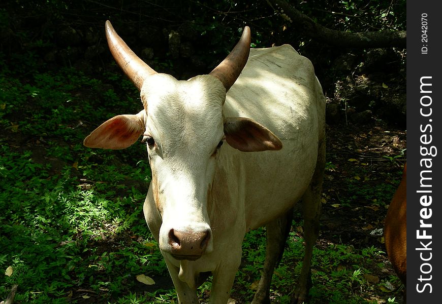 Cow resting in shade of huge tree